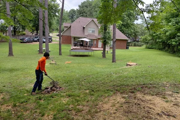 Professional tree company in Canton, MS