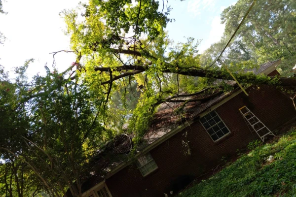 Tree Cutting Tree Cutting