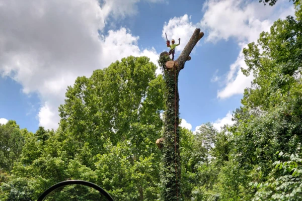 Tree Removal Services Tree Removal Services