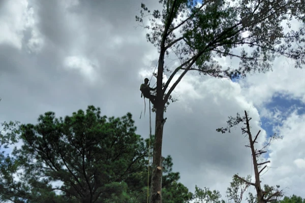 Tree Trimming Tree Trimming
